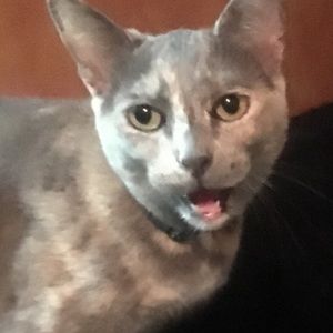 Meet your Posher, Shellzbellz